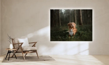 Backlit Folie Poster in einer gemütlichen Ecke, Motiv sitzender Hund im Wald