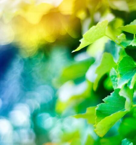 Pflanze mit unscharfem Hintergrund